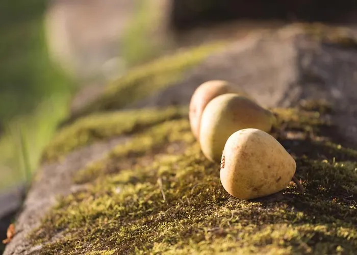 Anno 1772 Bed & Breakfast *